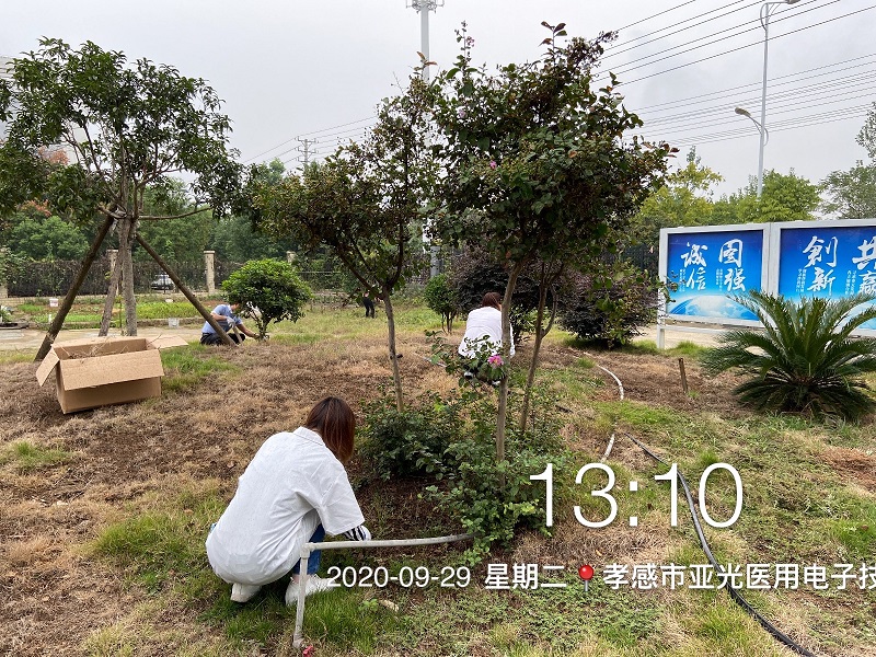 公司組織全體員工開(kāi)展除草活動(dòng)